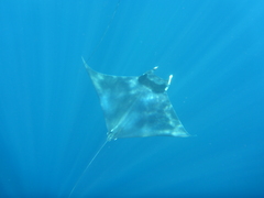 Mobula mobular