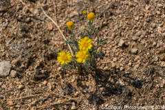 Eriophyllum wallacei