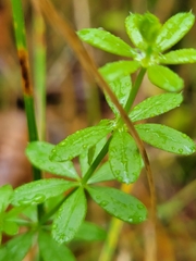 Galium asprellum