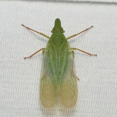 Rhynchomitra recurva