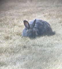 Oryctolagus cuniculus domesticus