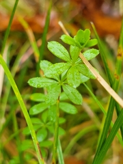 Galium asprellum