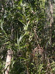 Flagellaria indica