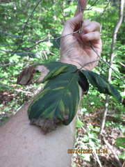 Litylenchus crenatae