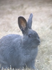 Oryctolagus cuniculus domesticus
