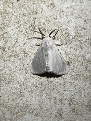 Spilosoma congrua