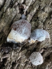 Hypomyces tubariicola