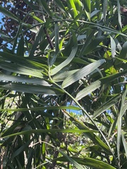 Flagellaria indica