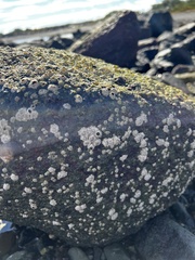 Semibalanus balanoides