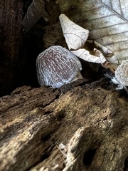 Hypomyces tubariicola