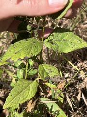 Eupatorium pubescens