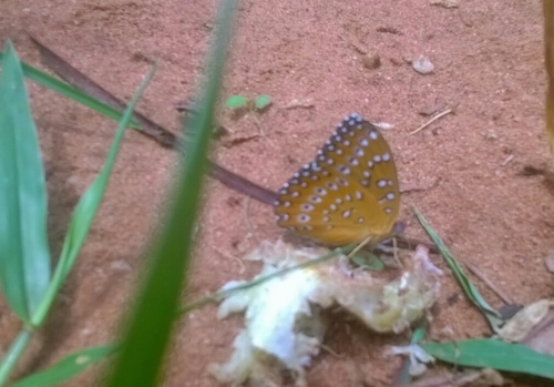 Guineafowl Butterfly