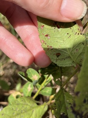 Eupatorium pubescens