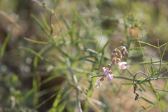 Lathyrus graminifolius