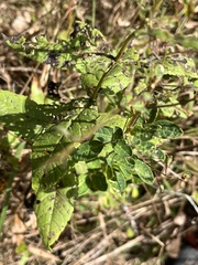 Eupatorium pubescens