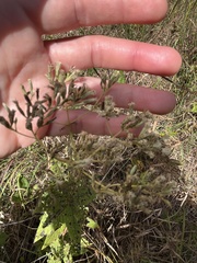 Eupatorium pubescens
