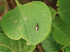 Augochlorella aurata