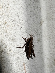 Tettigidea lateralis