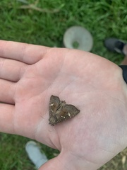Papaipema nebris