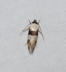 Delophanes anthracephala