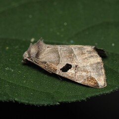 Plagiomimicus pityochromus