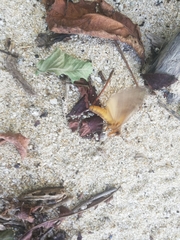 Lophocampa annulosa
