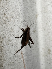Tettigidea lateralis