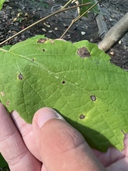 Phyllosticta hamamelidis