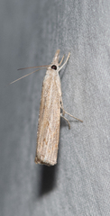Culladia cuneiferellus