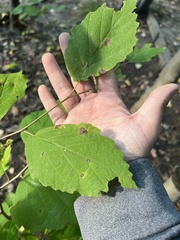 Phyllosticta hamamelidis