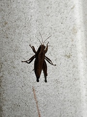 Tettigidea lateralis