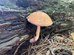 Austroboletus
