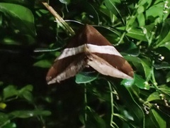 Bastilla