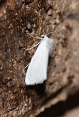 Tipanaea patulella