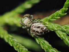 Pelegrina pervaga