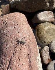 Pardosa mercurialis