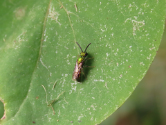 Augochlorella aurata