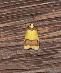 Heterallactis microchrysa