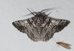 Hypobapta diffundens