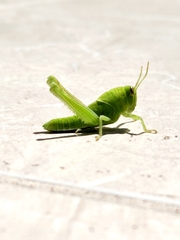 Cyrtacanthacridini