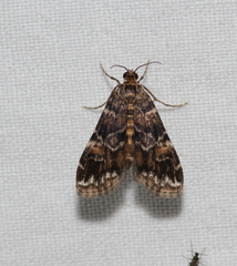 Elophila difflualis