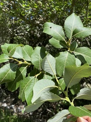 Salix caprea
