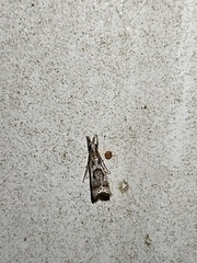 Microcrambus elegans