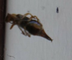 Forficula auricularia