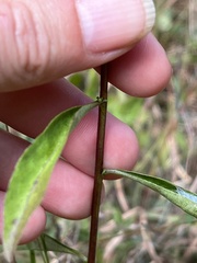 Solidago erecta