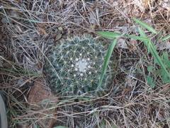 Mammillaria heyderi