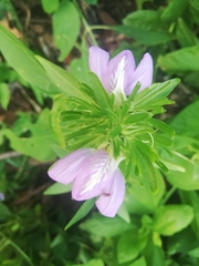 Vicia ludoviciana