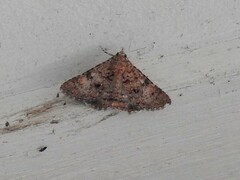 Heliothis