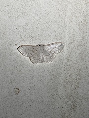 Idaea tacturata