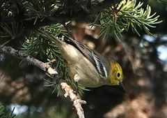 Setophaga occidentalis